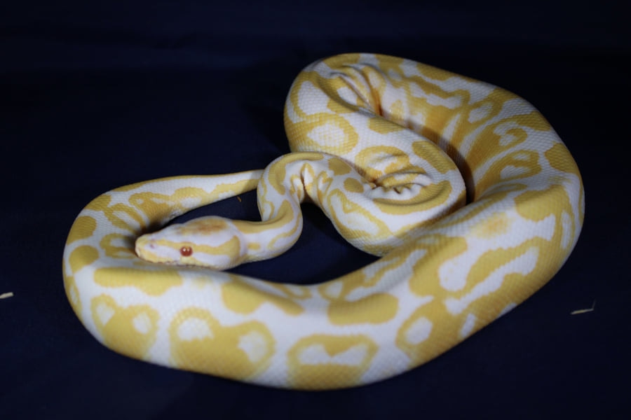 Hurricane Albino Ball Python by Siegerland-pythons - MorphMarket