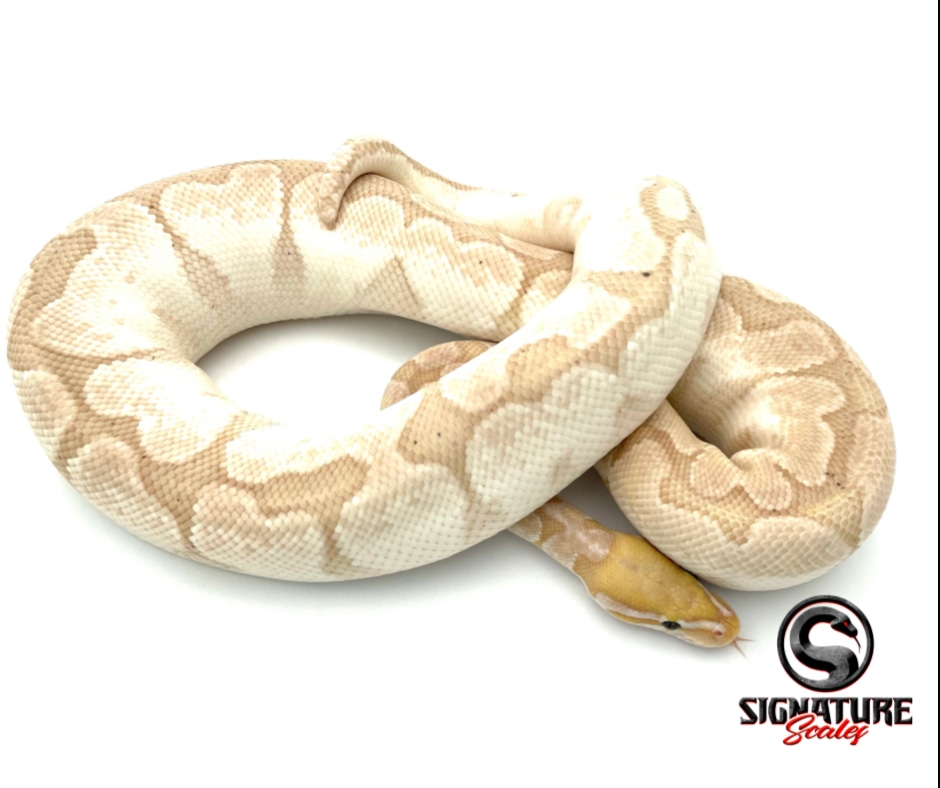 VPI Axanthic Banana Bamboo Ball Python by Signature Scales MorphMarket