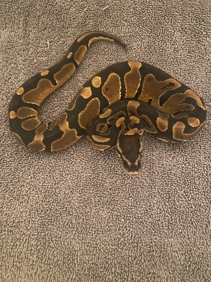 Het Pied Ball Python by Atomic Exotics