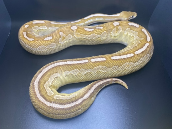 Lesser Cinnamon Pastel Ball Python by Atomic Exotics