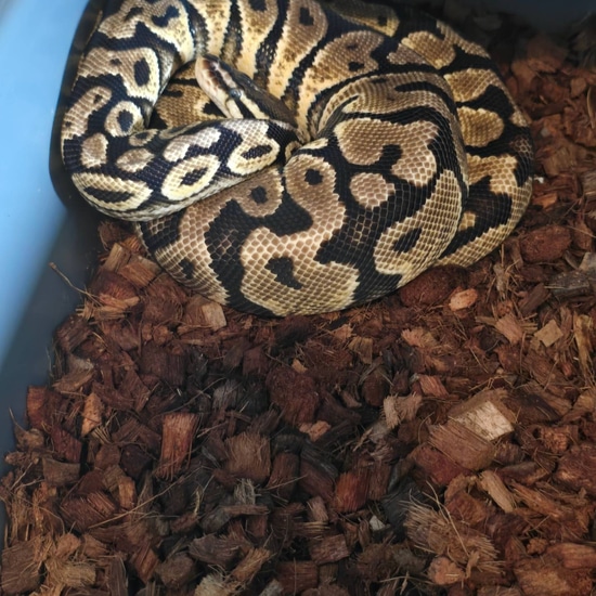 FEMALE Gravel Trio Auction Ball Python by Atomic Exotics