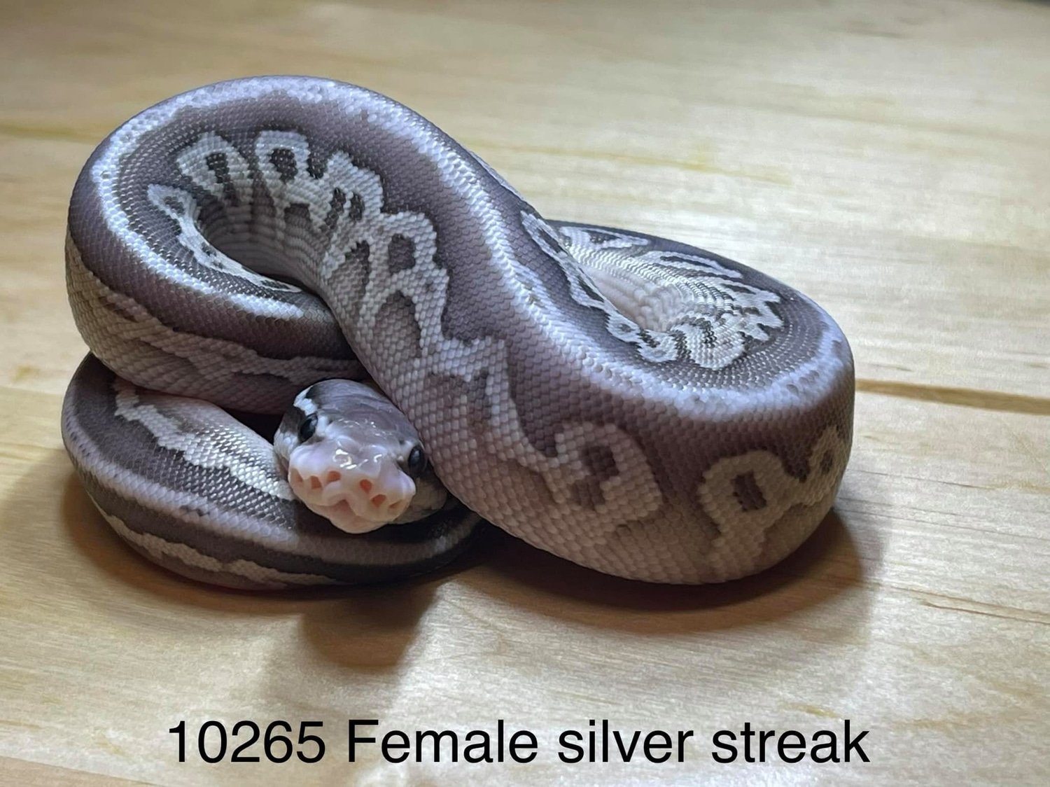 Female Silver Streak Ball Python by Silver Scales - MorphMarket