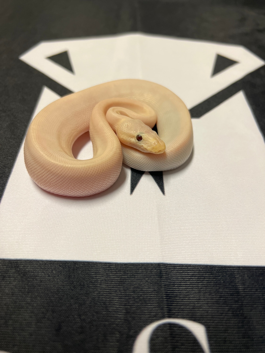 Super Pastel Banana Champagne Ball Python by Silver Scales MorphMarket