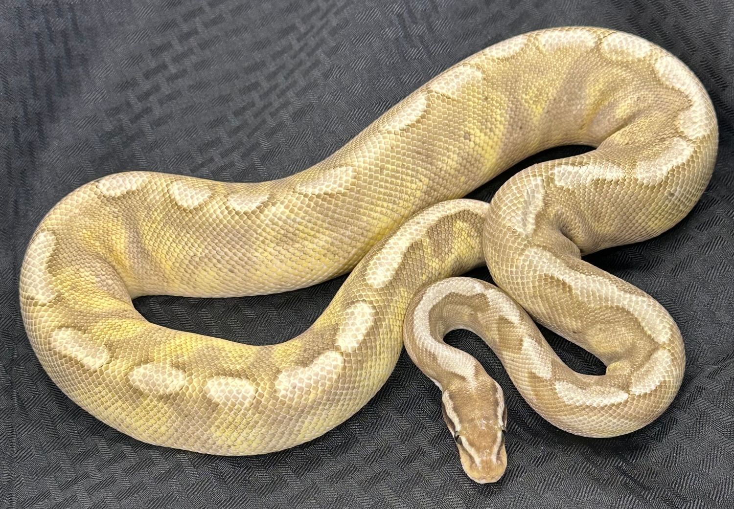 Lesser Black Pastel GHI Enchi Spider pos Yellow Belly