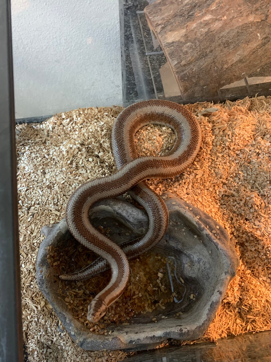 Arizona Rosy Boa by GetaGrip Reptiles MorphMarket