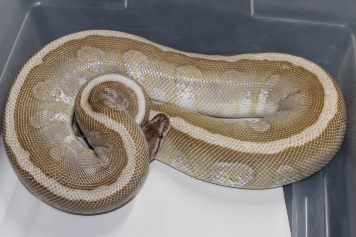 Soul Sucker Ball Python by Simply Pieds + - MorphMarket