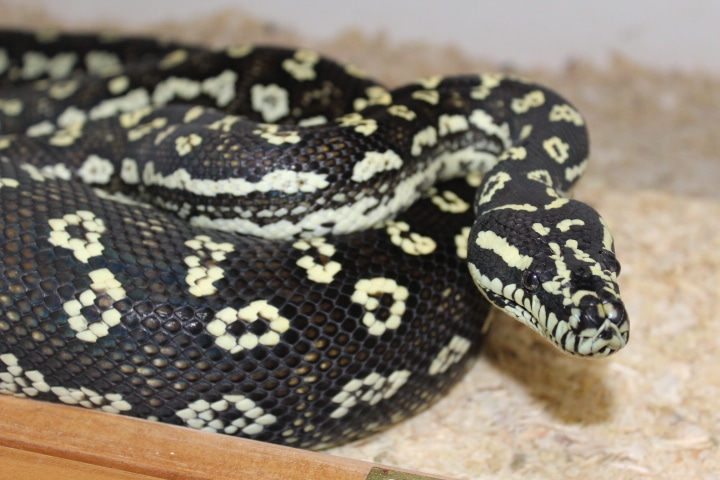 Diamond Jungle Jungle Carpet Python by Simply Pieds + - MorphMarket