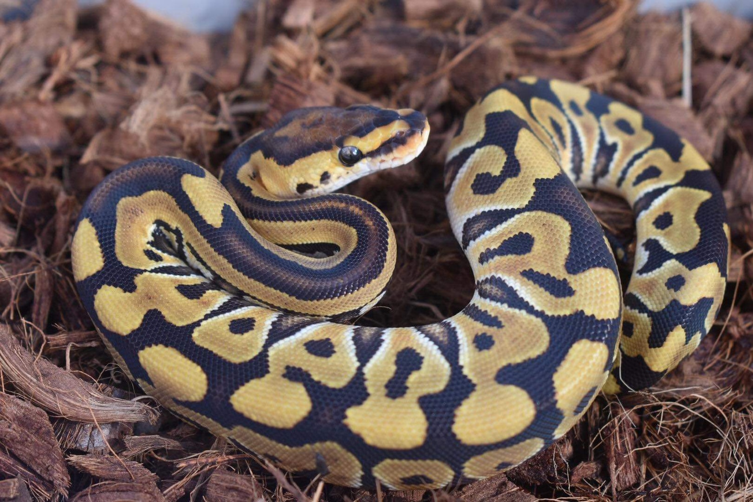 Enchi Crypton Het Desert Ghost Ball Python by Simpson Exotics - MorphMarket