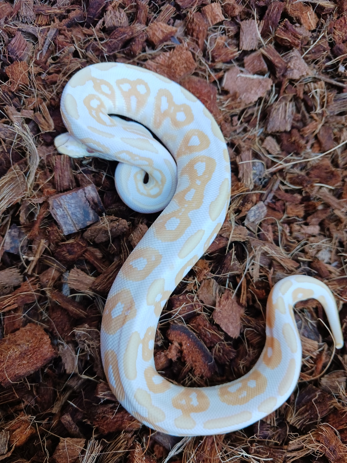 Albino Cinnamon Ball Python by Simpson Exotics MorphMarket