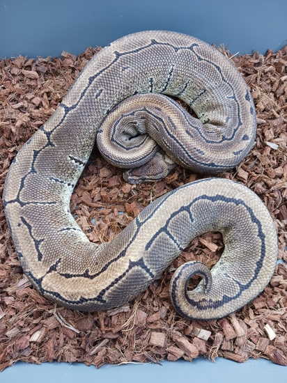 Pinstripe Ball Python by Simpson Exotics