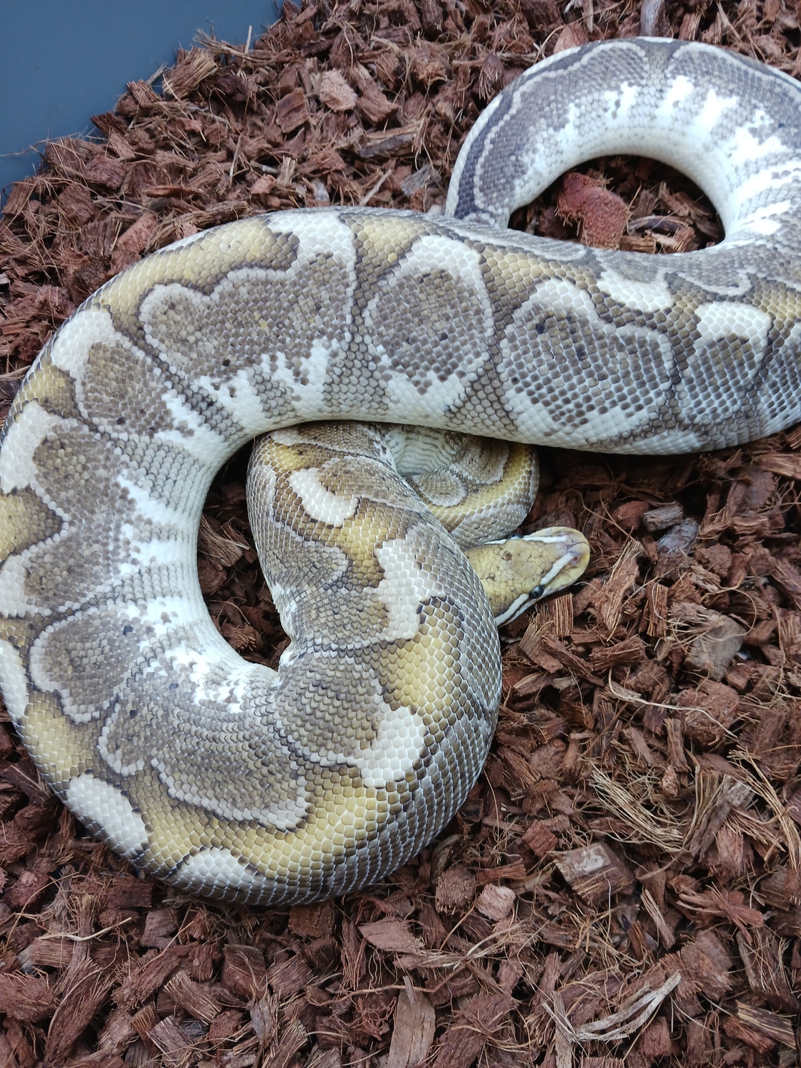Bamboo Ball Python by Simpson Exotics - MorphMarket