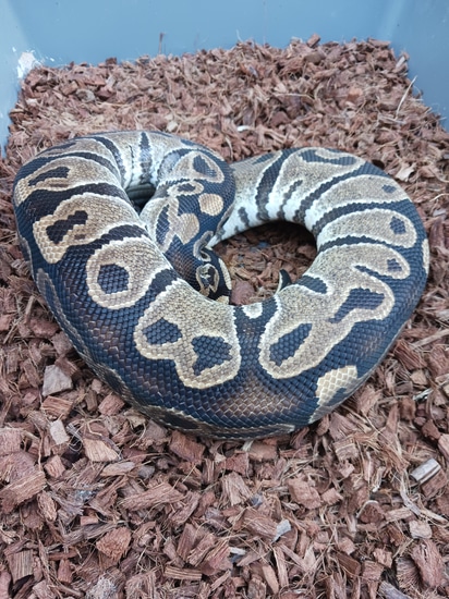 Normal Alien Ball Python Normal Ball Python by Simpson Exotics