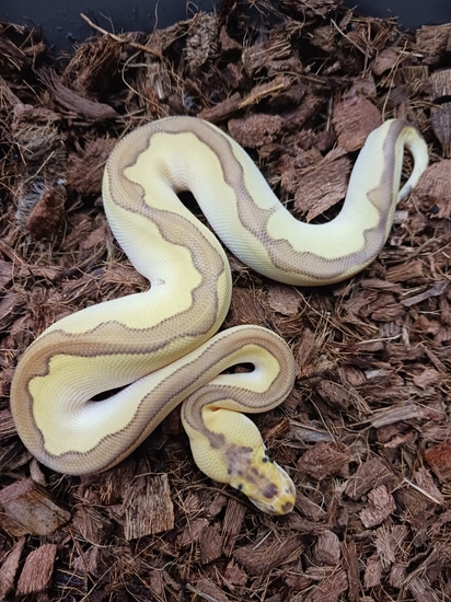 Enchi Lesser Clown Het Desert Ghost Ball Python by Simpson Exotics