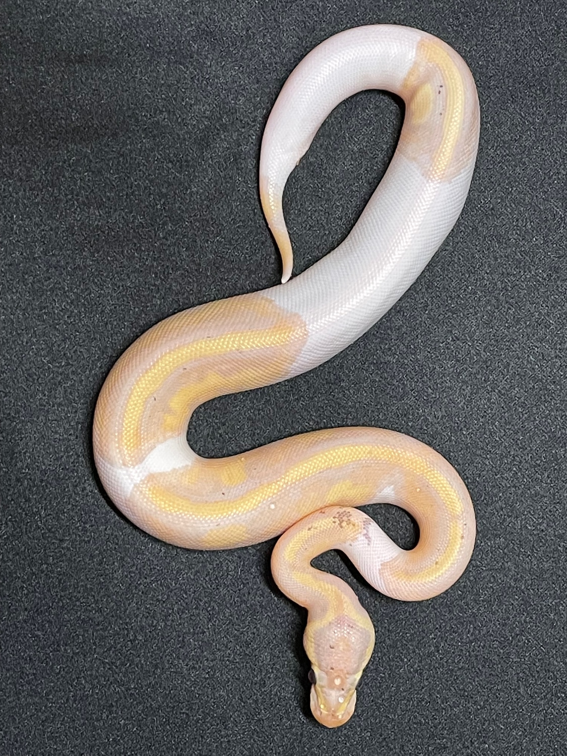 Banana Pied Yearling Male Ball Python by Little Bermuda Reptiles