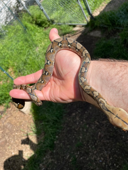 Normal Het Lavender Albino Reticulated Python by Little Bermuda Reptiles