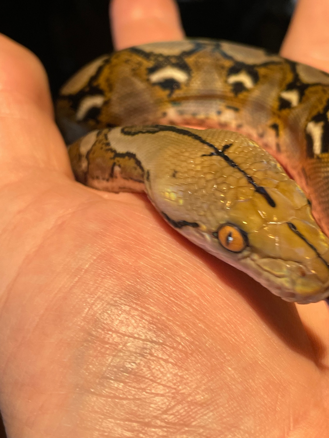 Pairs(350$ Shipped) Reticulated Python by Little Bermuda Reptiles ...