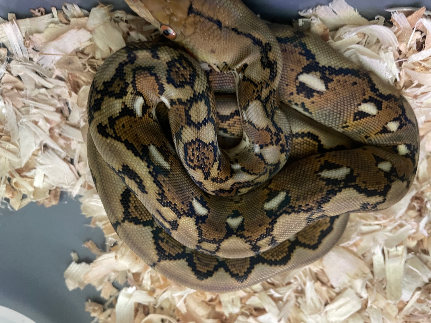 Normal Het Lavender Albino Reticulated Python by Little Bermuda