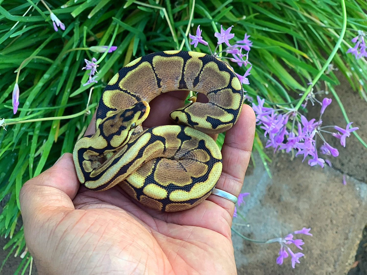 Yellowbelly Spider Ball Python by 808BallPythons MorphMarket