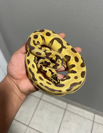 BALL PYTHON, PASTEL LEOPARD SPOTNOSE CYPRESS YB HET CLOWN