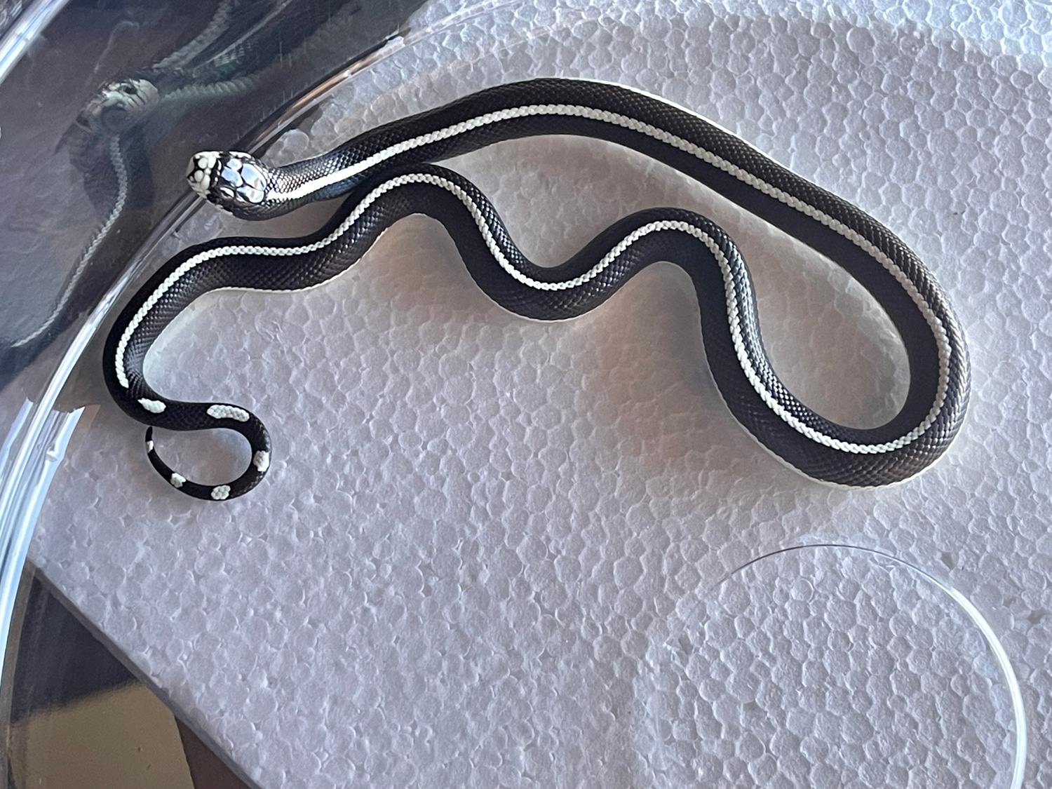 2022 Scissors Crossing Locality California Kingsnake by Palomar