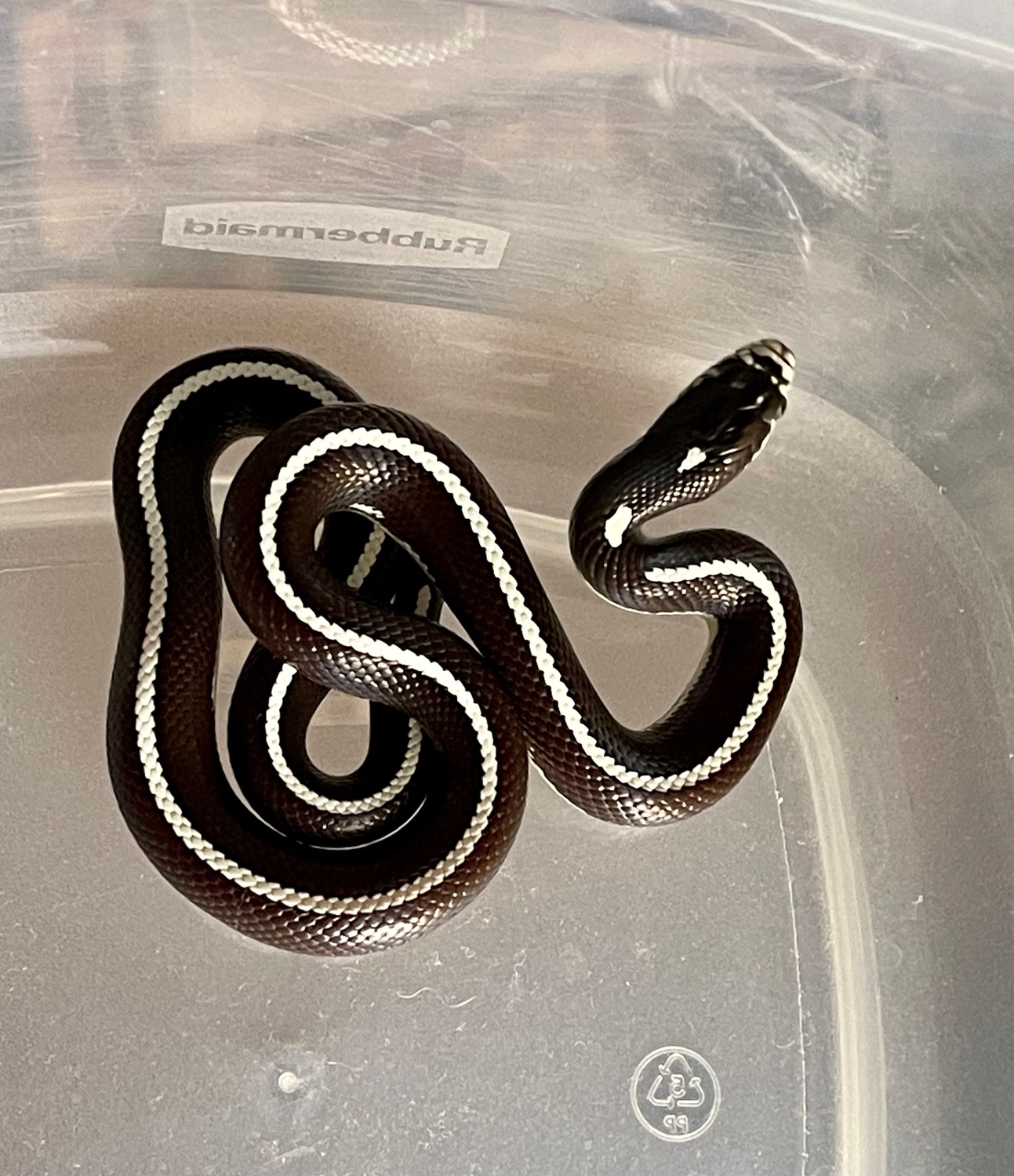 Female Scissors Crossing, CA Locality Kingsnake California Kingsnake by