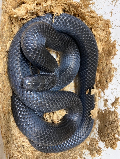 Pair Of San Antonio Zoo Line Black Milks Black Milk Snake by Silver ...