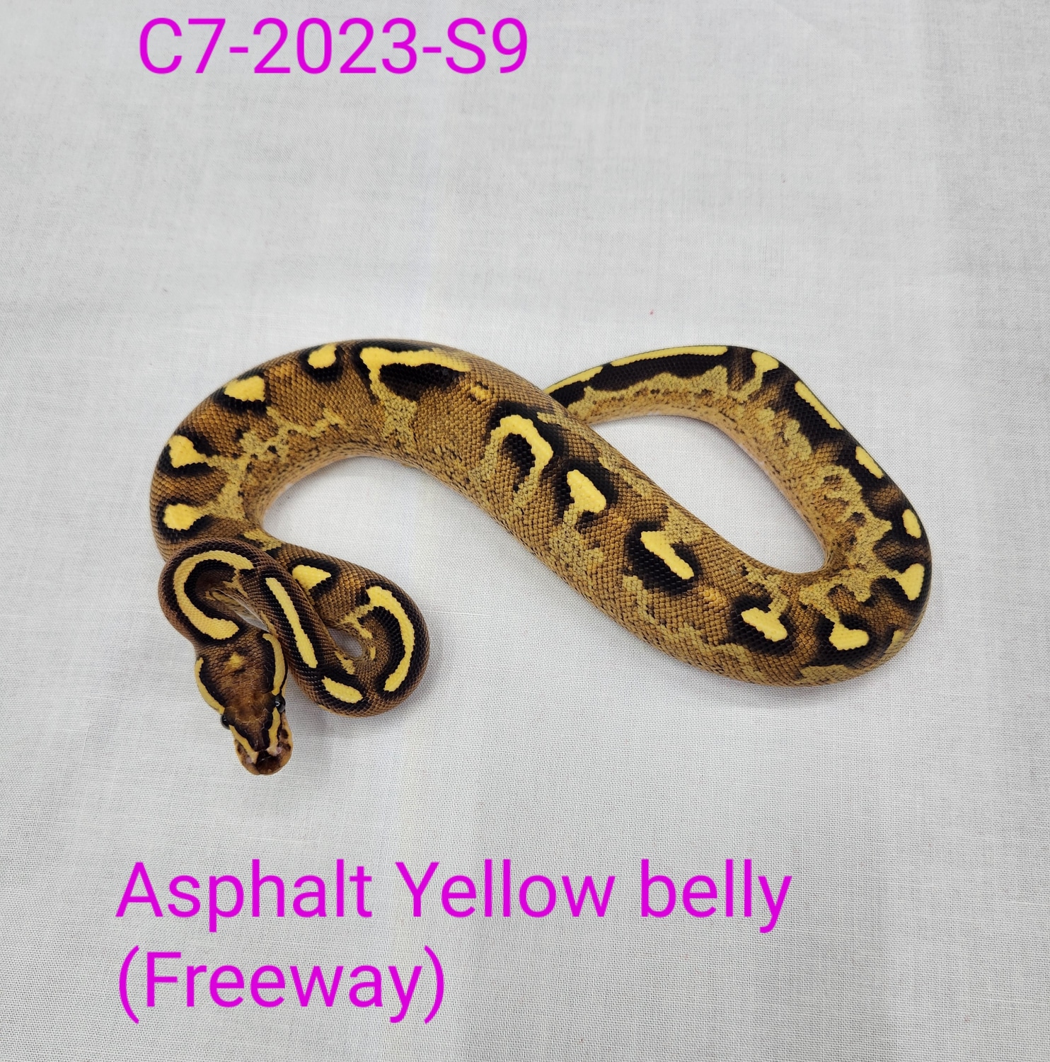Asphalt Yellow Belly Ball Python by Sizl'an Serpents - MorphMarket
