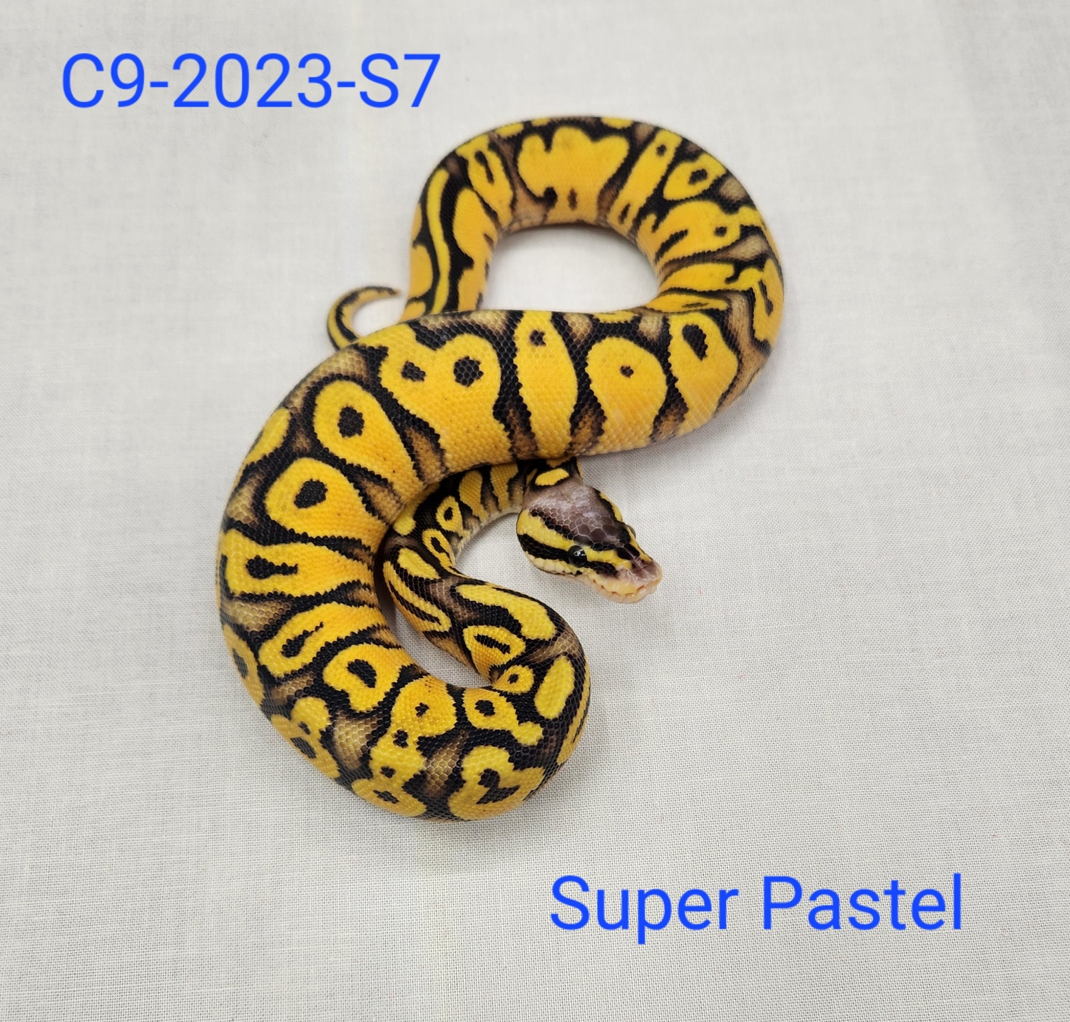 Super Pastel Ball Python by Sizl'an Serpents - MorphMarket