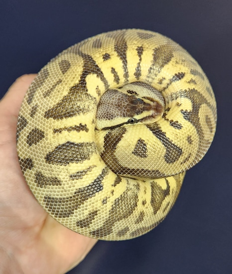 Lace Ball Python Super Pastel Leopard Yellow Belly Possable Lace Ball Python by Sizl'an ...