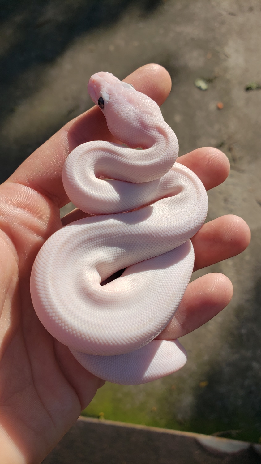 Super Lesser BEL Ball Python by Twisted Reptiles - MorphMarket