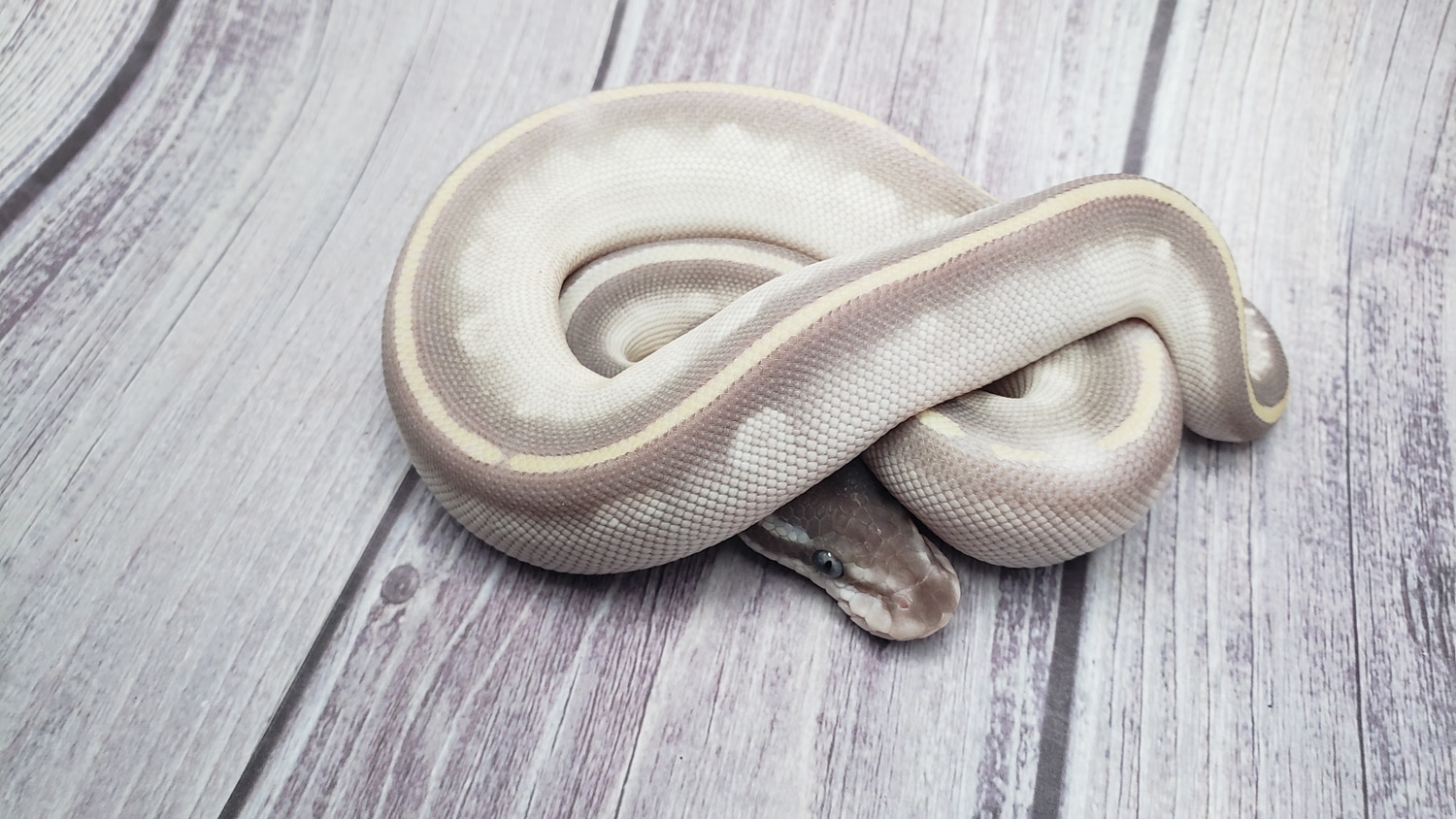 Purple Passion Ball Python by Twisted Reptiles - MorphMarket