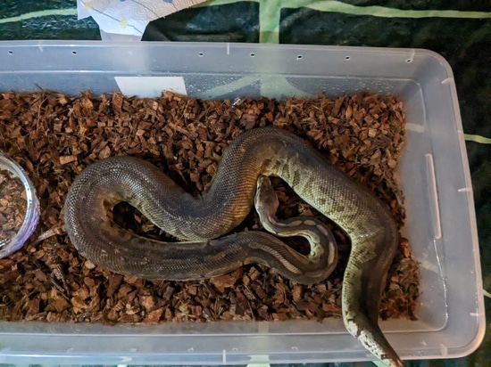 HUGE Pewter Ball Python by Twisted Reptiles