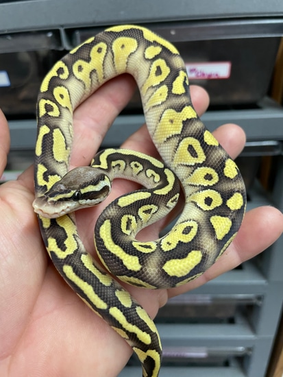 Pastel Lesser Yellowbelly Mirage Ball Python by The Small Time Serpent Co.