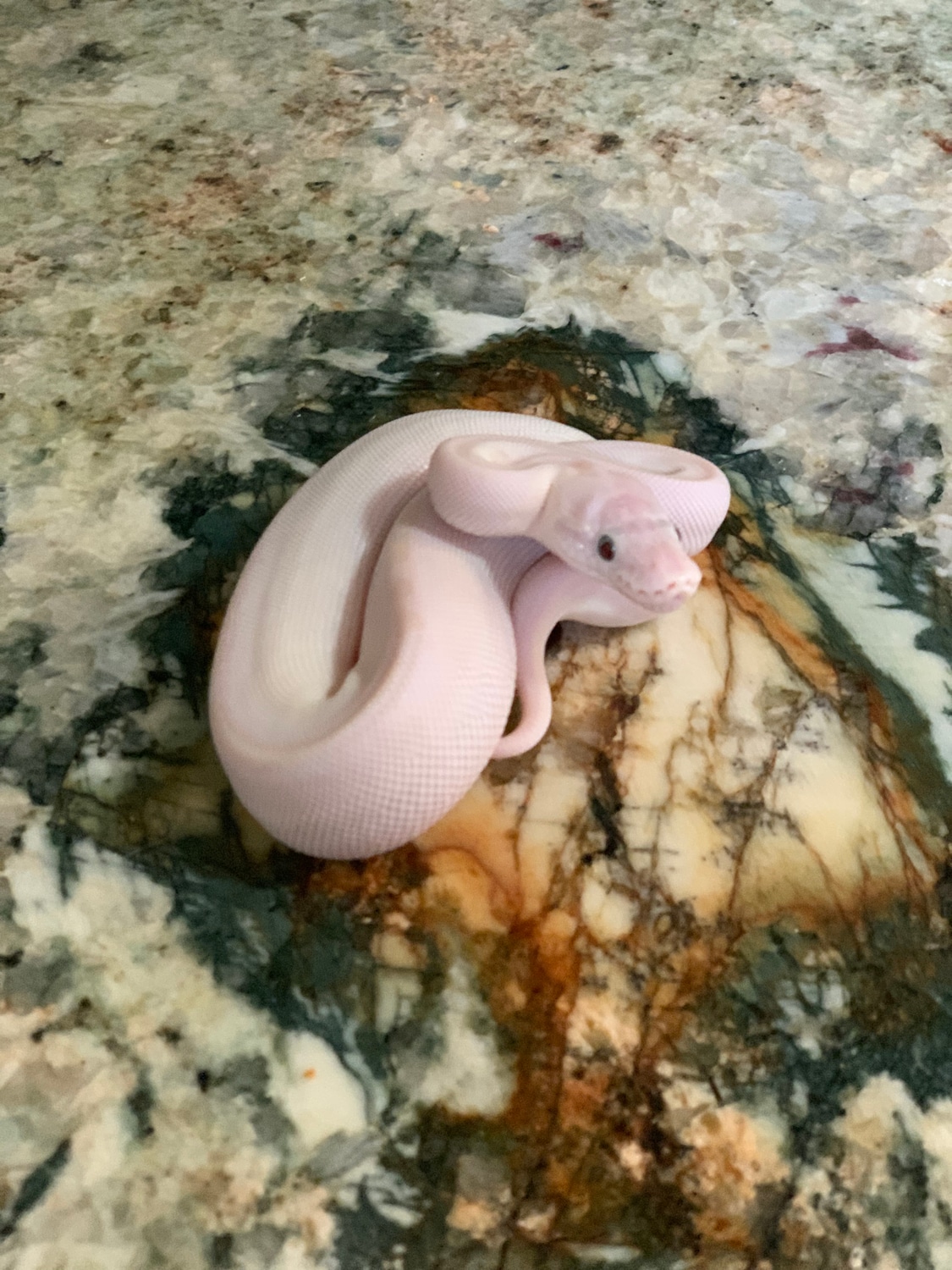 BEL Ball Python by Planet Reptiles 307 - MorphMarket
