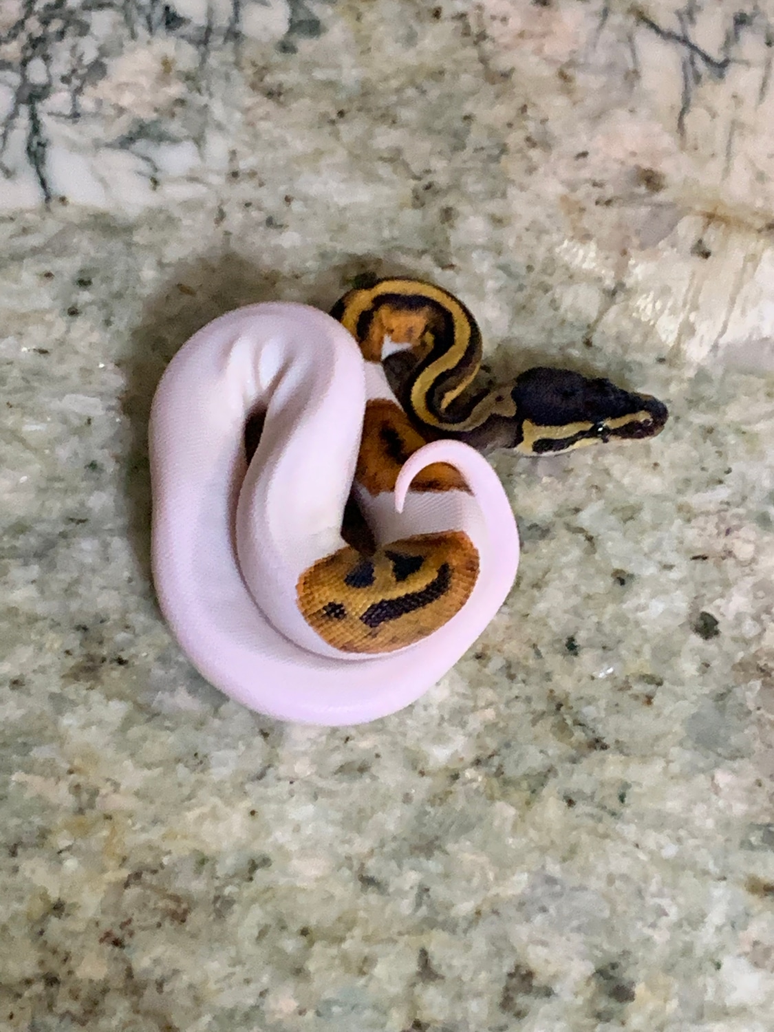 Pie Bald Ball Python by Planet Reptiles 307 - MorphMarket