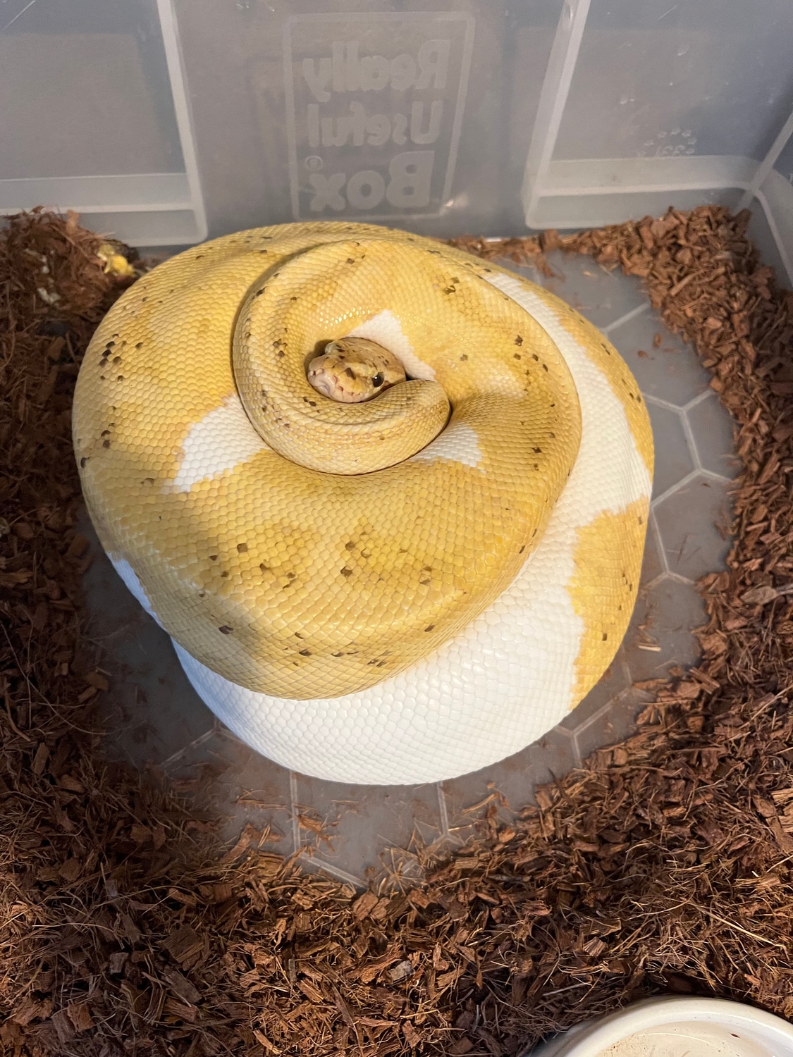 Banana Pied Ball Python by SJHPythons MorphMarket