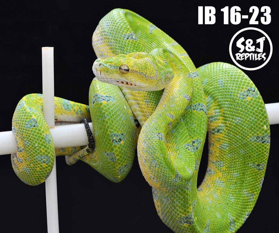 USCBB 2016 Mystery X Aru Green Tree Python by S&J Reptiles - MorphMarket