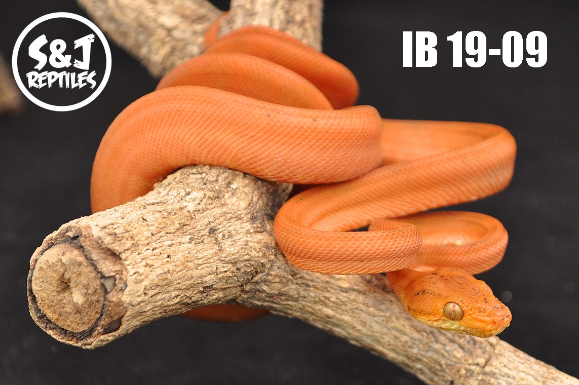 USCBB 2019 Colored Patternless Phase Amazon Tree Boa by S&J Reptiles