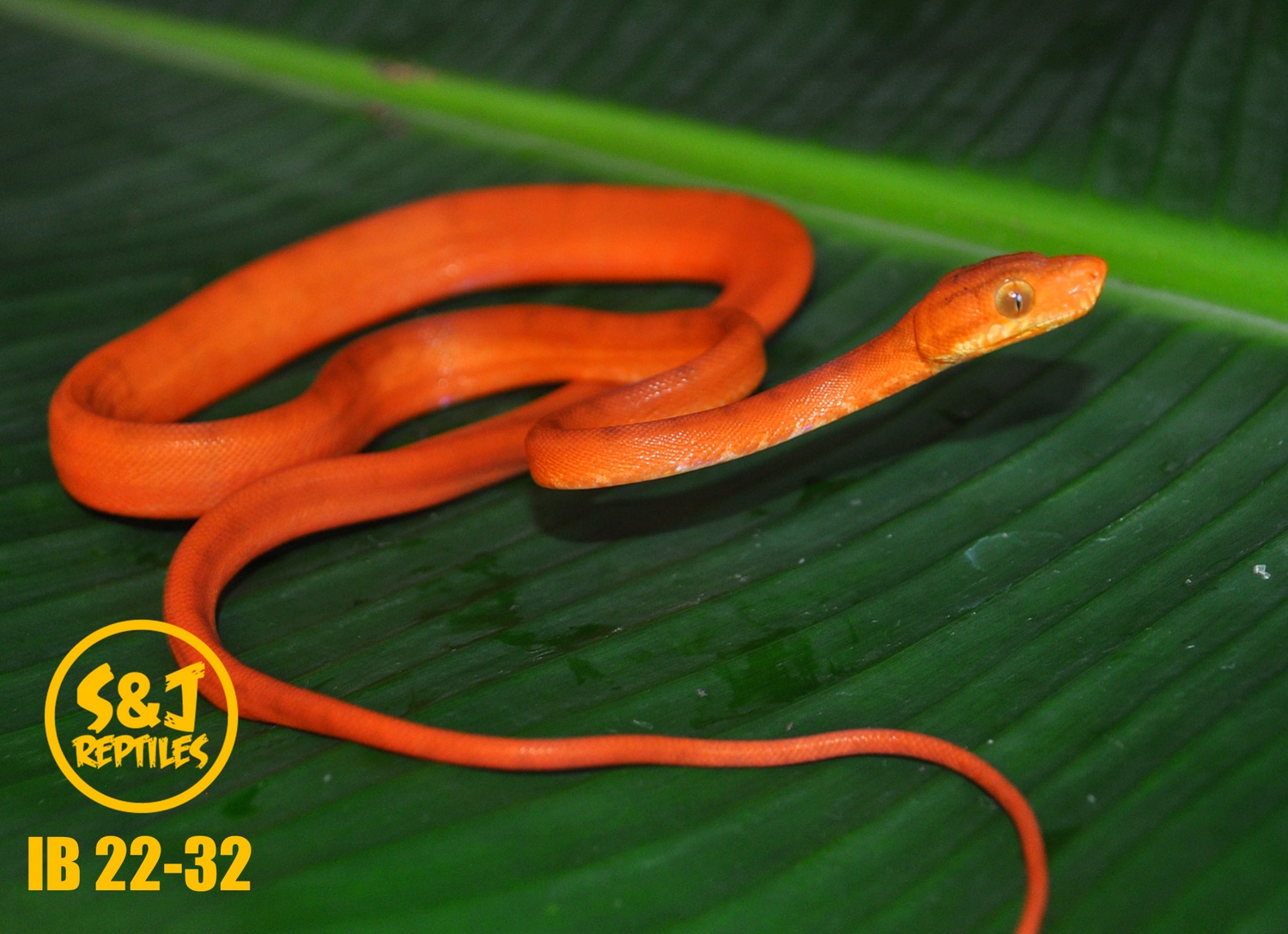 Uscbb 2022 Amazon Tree Boa by S&J Reptiles MorphMarket