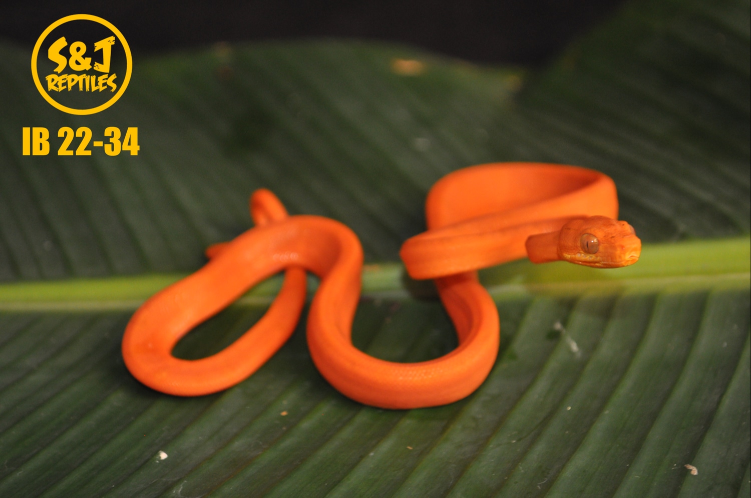 Uscbb 2022 Amazon Tree Boa by S&J Reptiles MorphMarket