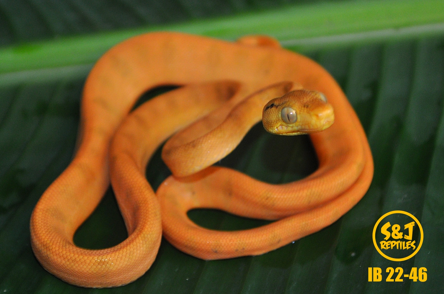 Uscbb 2022 Amazon Tree Boa by S&J Reptiles MorphMarket