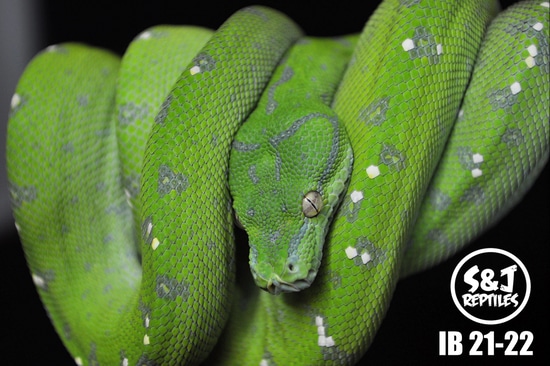 USCBB 2021 Aru GTP Green Tree Python by S&J Reptiles