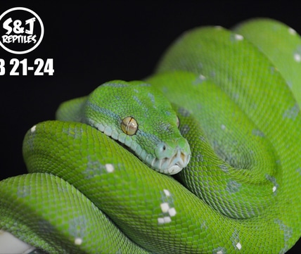 USCBB 2021 Aru Green Tree Python by S&J Reptiles - MorphMarket