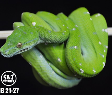 USCBB 2021 Aru Green Tree Python by S&J Reptiles - MorphMarket