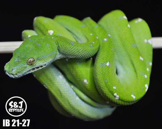 USCBB 2021 Aru GTP Green Tree Python by S&J Reptiles