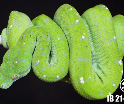 USCBB 2021 Aru Green Tree Python by S&J Reptiles - MorphMarket