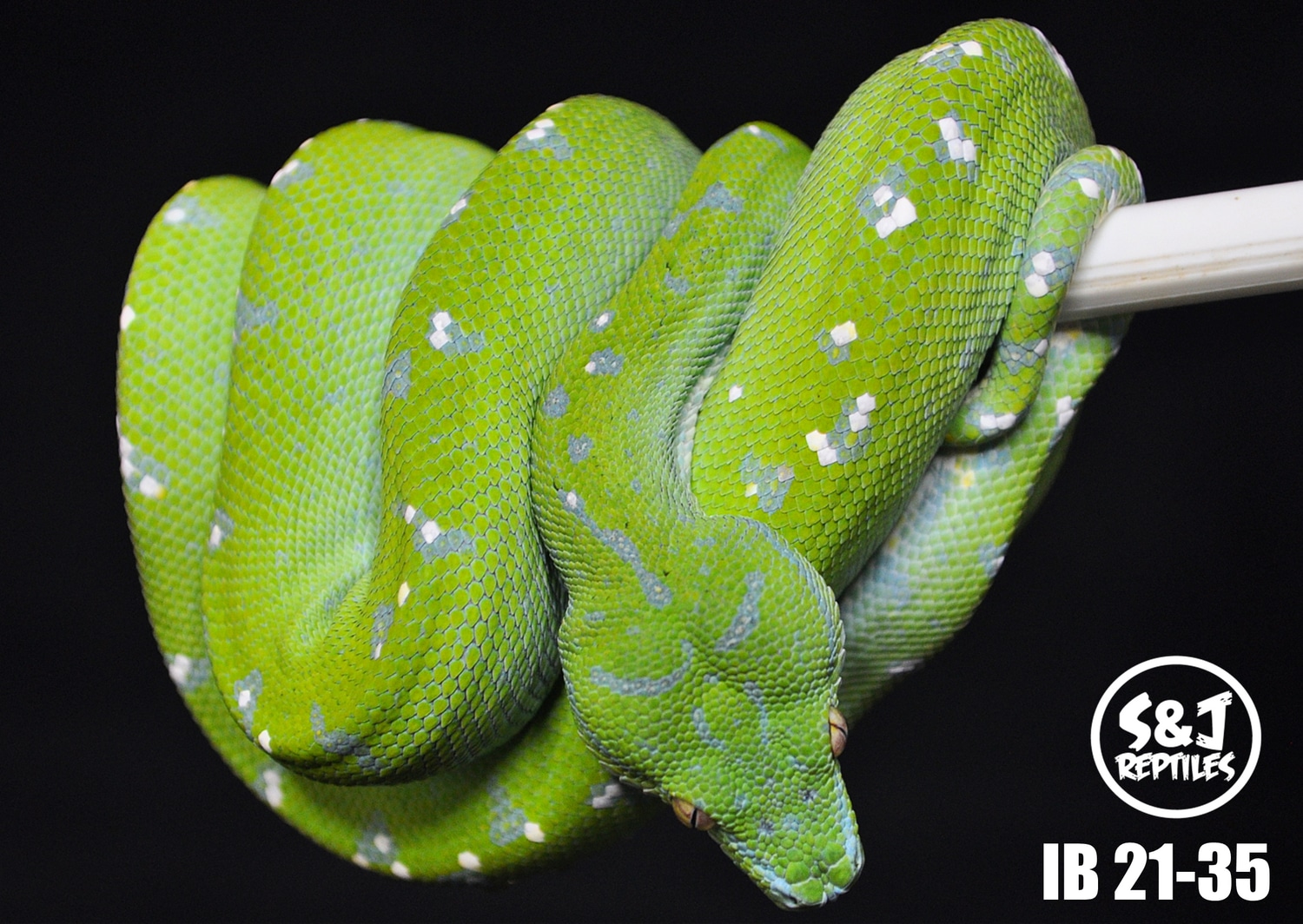 USCBB 2021 Aru Green Tree Python by S&J Reptiles - MorphMarket