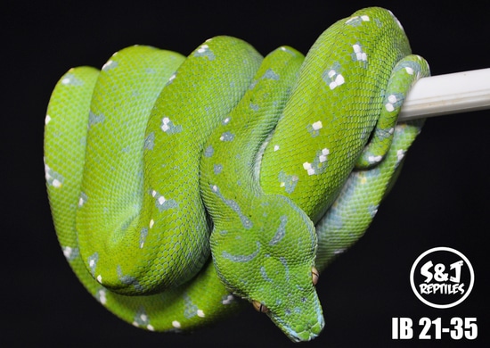 USCBB 2021 Aru GTP Green Tree Python by S&J Reptiles