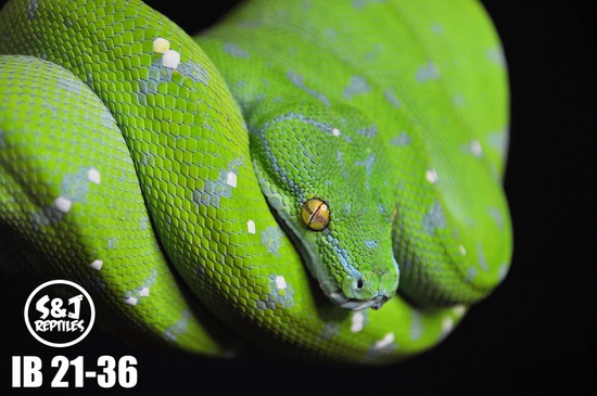 USCBB 2021 Aru GTP Green Tree Python by S&J Reptiles