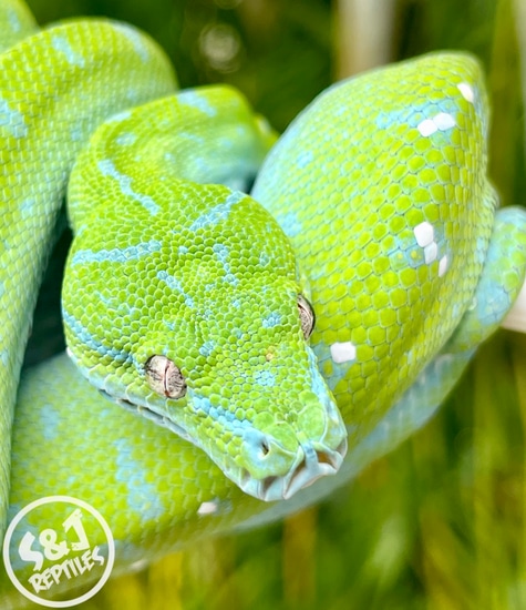 USCBB Aru GTP Green Tree Python by S&J Reptiles